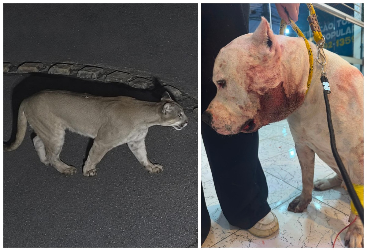 Pitbull evita tragédia ao enfrentar onça-parda dentro de casa em SP