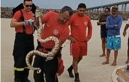 Bombeiros do RN capturam Cobra na Praia da Redinha