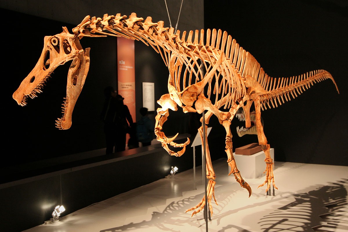 Ministério da Alemanha anuncia devolução do fóssil do dinossauro Irritator ao Brasil