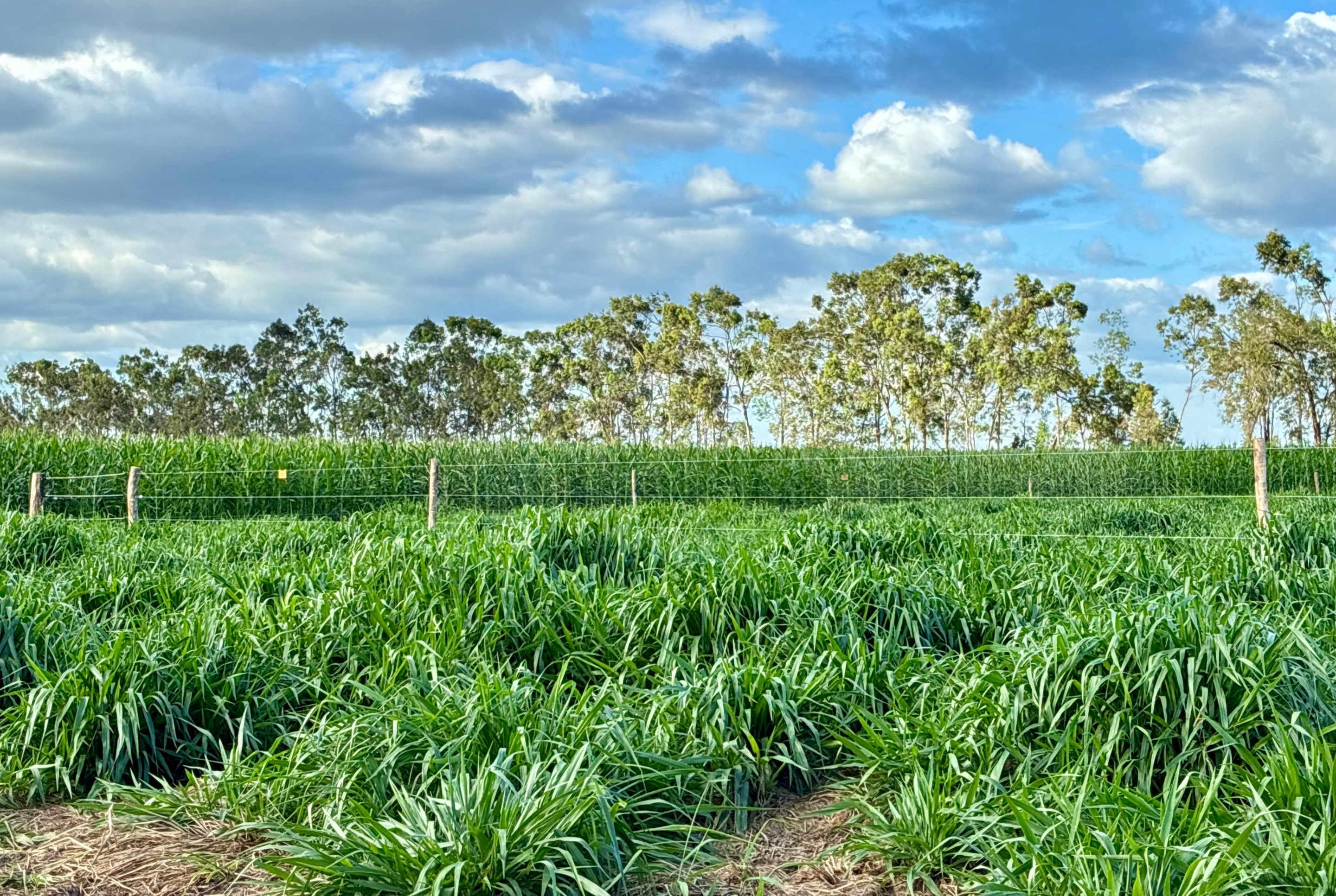 Centro de Difusão Tecnológica prepara campo experimental para a AgroBV 2026 em Boa Vista