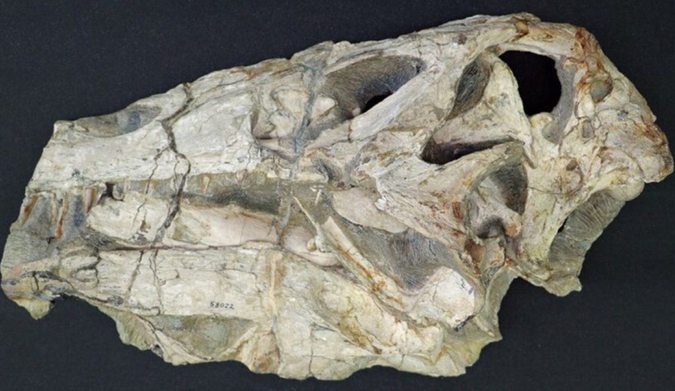 Alemanha vai devolver fóssil de dinossauro Irritator challengeri ao Brasil após 35 anos