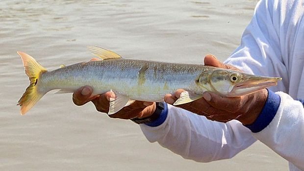 SMS Natal investiga surtos de ciguatera após internações por peixe bicuda