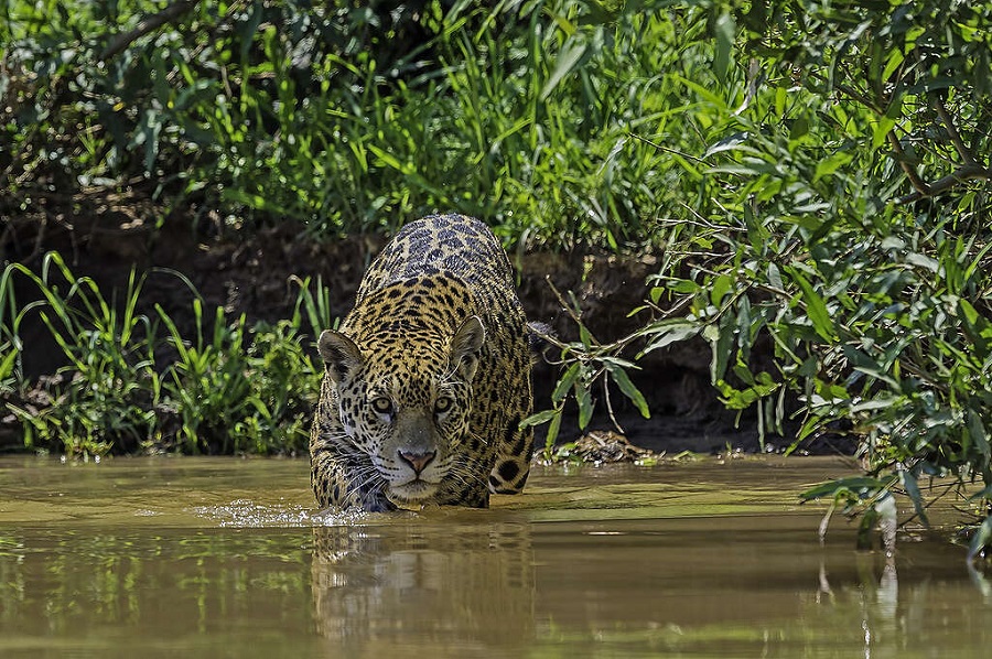 Alertas de desmatamento caem 35% na Amazônia em junho de 2026, aponta Inpe