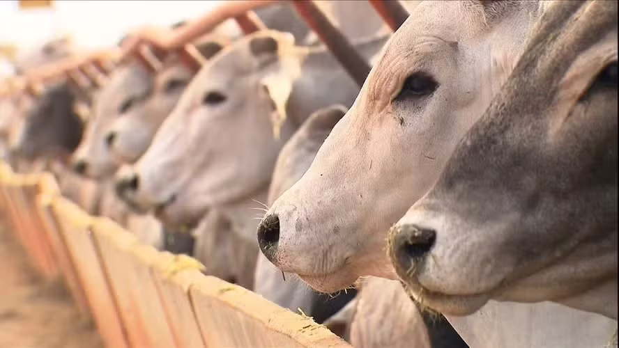 União Europeia impõe prazo para banir carne brasileira tratada com antimicrobianos