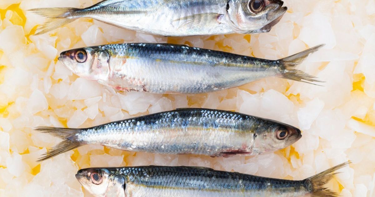 Anvisa recolhe sardinha contaminada por Salmonella