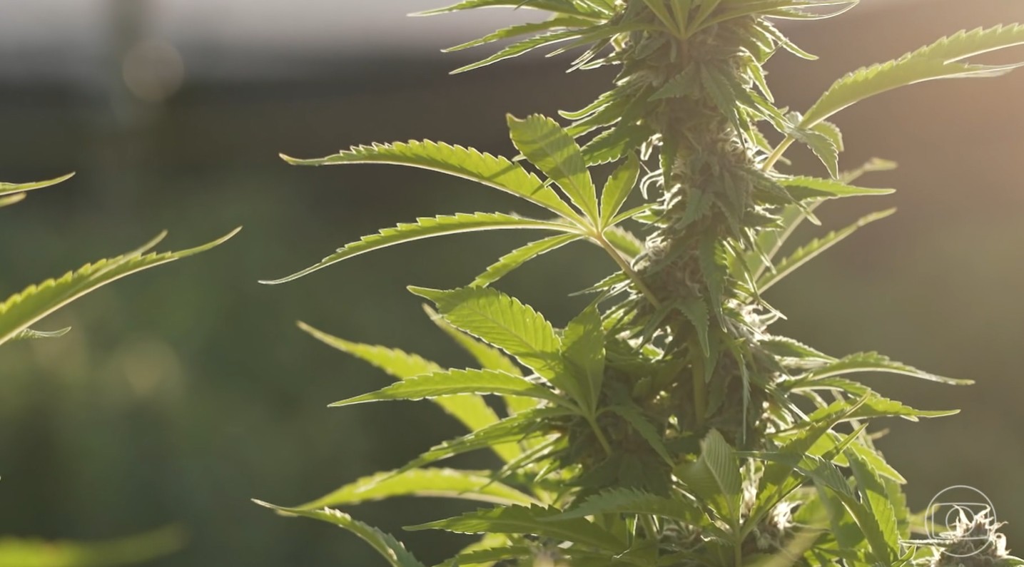 Anvisa desburocratiza Cannabis medicinal e libera cultivo para exportação