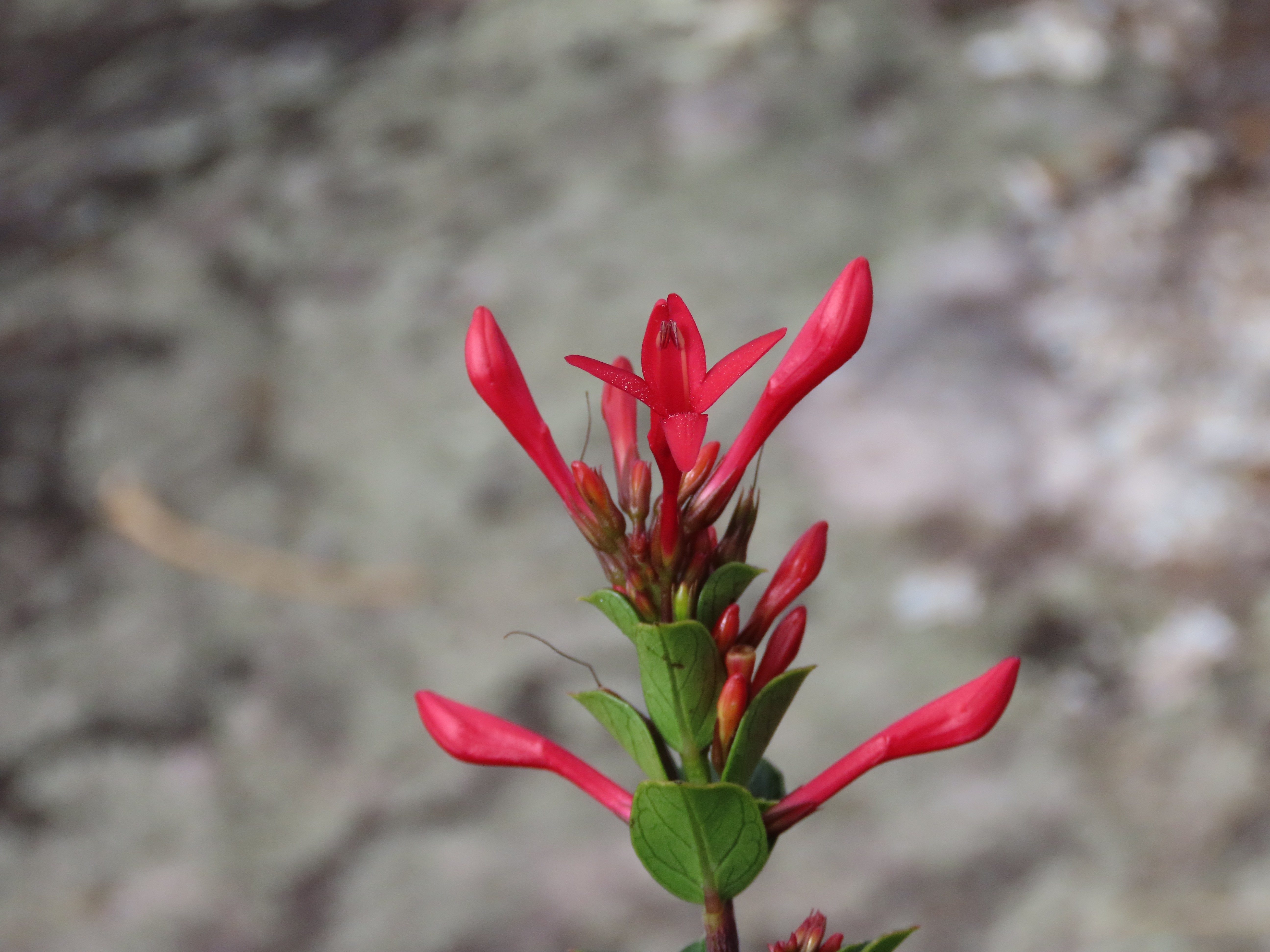 Cientistas descobrem Oplonia doceana, nova espécie de planta no Brasil