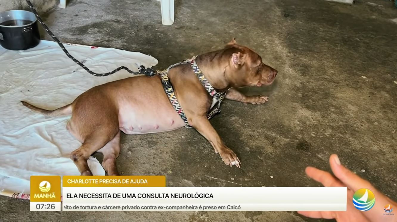 Tutor mobiliza campanha para custear tratamento de cadela Charlotte após grave acidente doméstico em Natal
