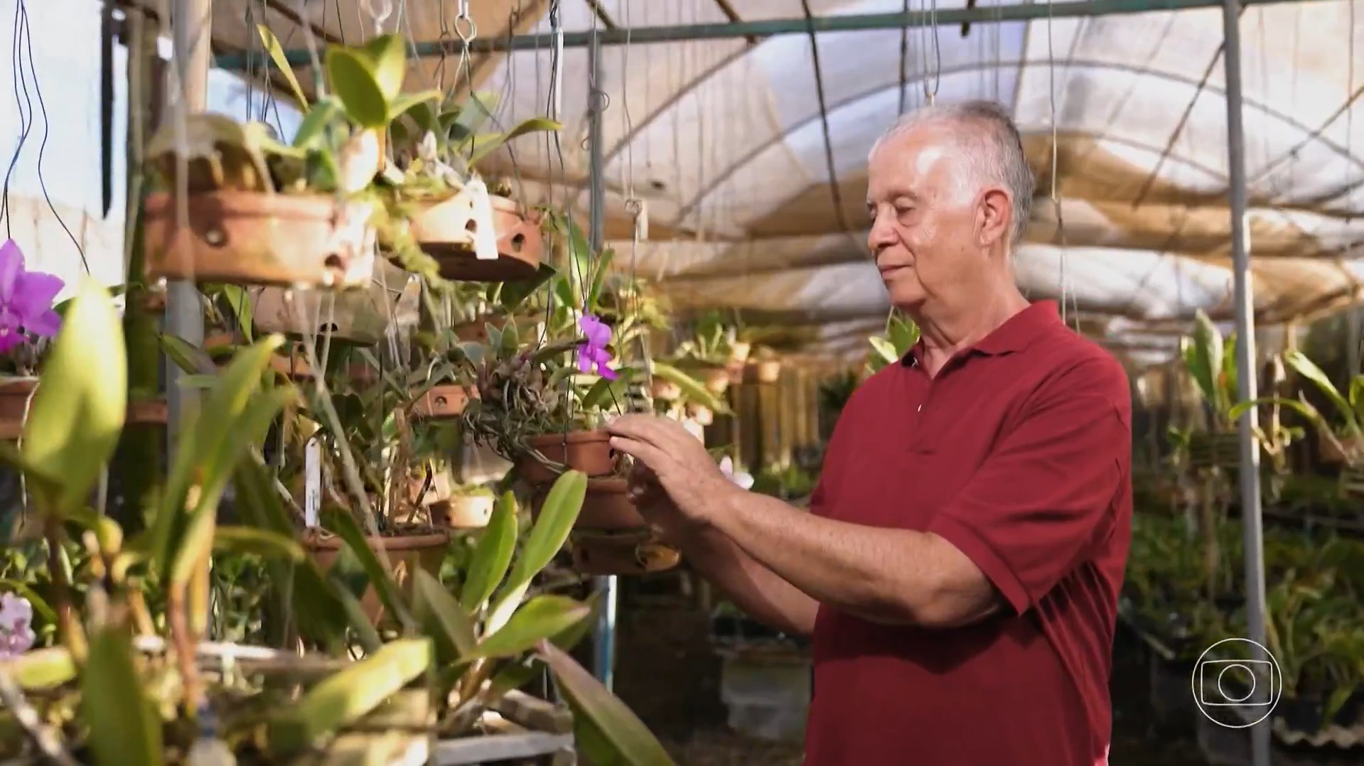Aposentado transforma paixão por orquídeas em negócio de sucesso