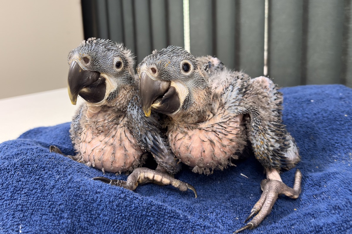 Filhotes de arara-azul-de-lear nascem no Zoológico de São Paulo, renovando esperança para espécie ameaçada