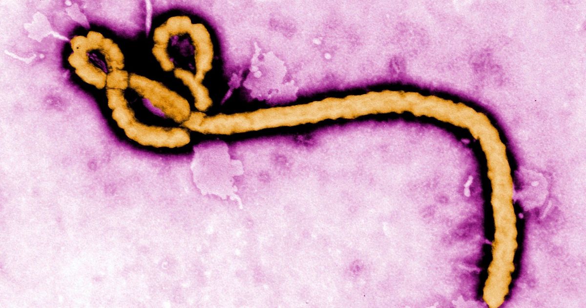 Ebola no Congo: Risco de pandemia mundial é considerado baixo pela OMS