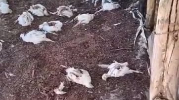 Ataque de cães destrói galinheiro e mata mais de 150 frangos em propriedade no RN