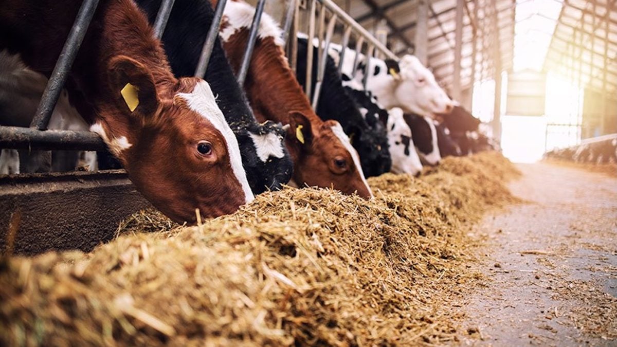 Presidência da República sanciona ampliação do ProVB para alimentação animal