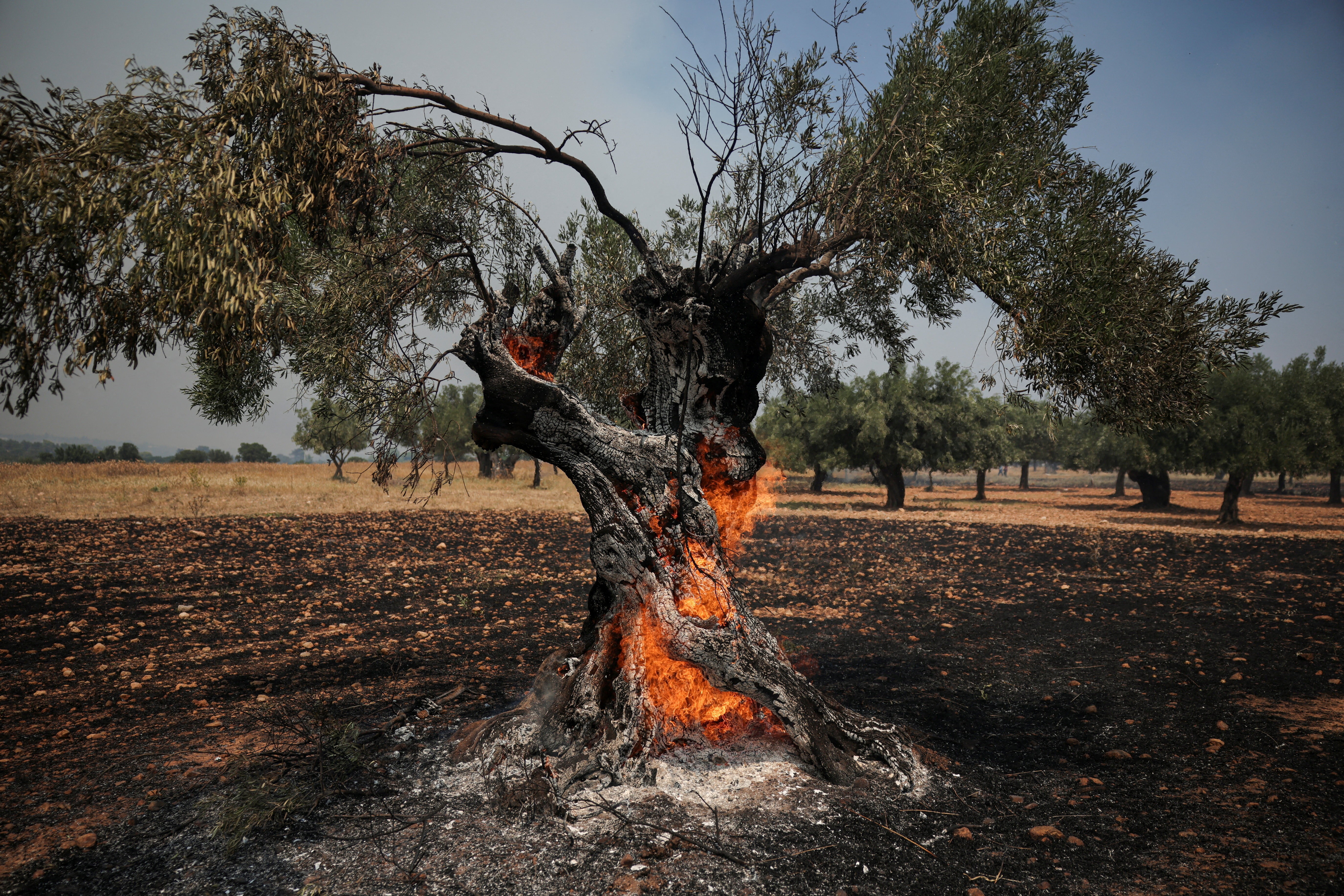 Calor extremo e incêndios devastam olivais e ameaçam preço do azeite na Europa