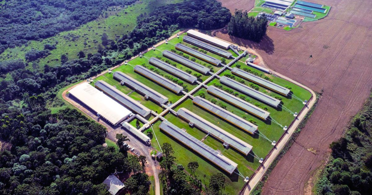 BNDES libera R$ 72,5 milhões para elevar tecnologia da suinocultura em Santa Catarina