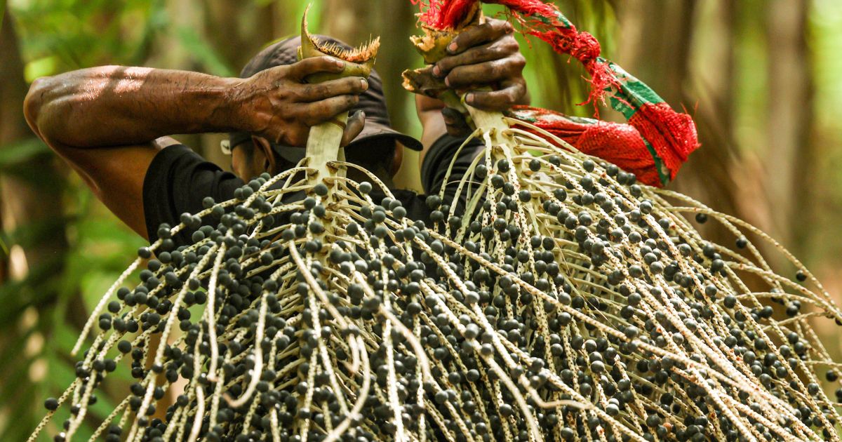 BNDES destina R$ 116 milhões do Fundo Clima para SAF em Roraima