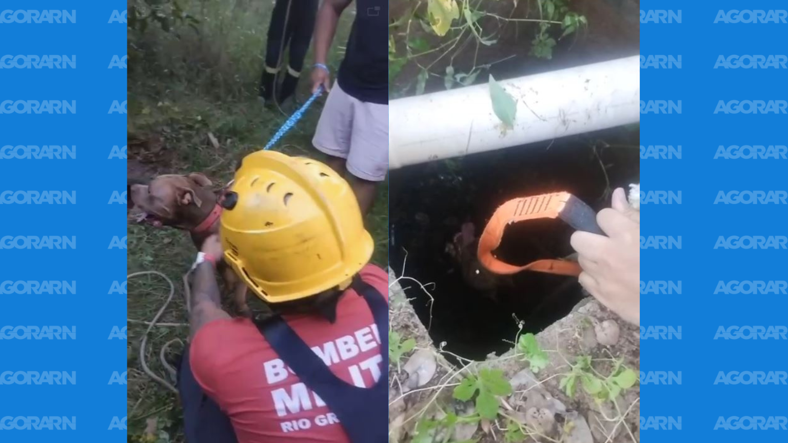 Bombeiros salvam pitbull de fossa em Extremoz