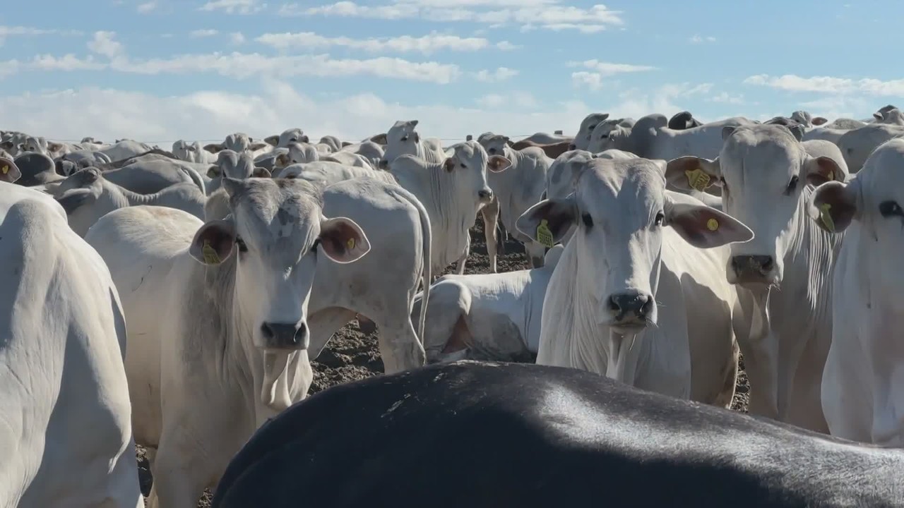 Brasil cria protocolo para exportação de carne bovina à União Europeia