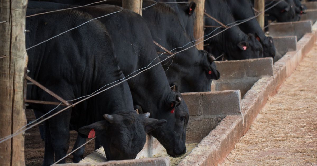Comissão Europeia mantém Brasil fora de lista de exportadores de carne; especialista alerta para riscos