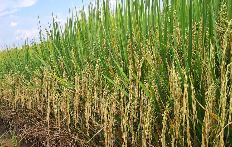 Brasil perde cotas de arroz para 2026 no acordo com União Europeia