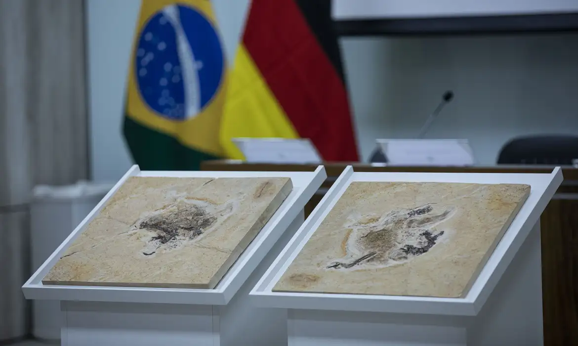 Brasil busca recuperar centenas de fósseis e patrimônios naturais em 14 países