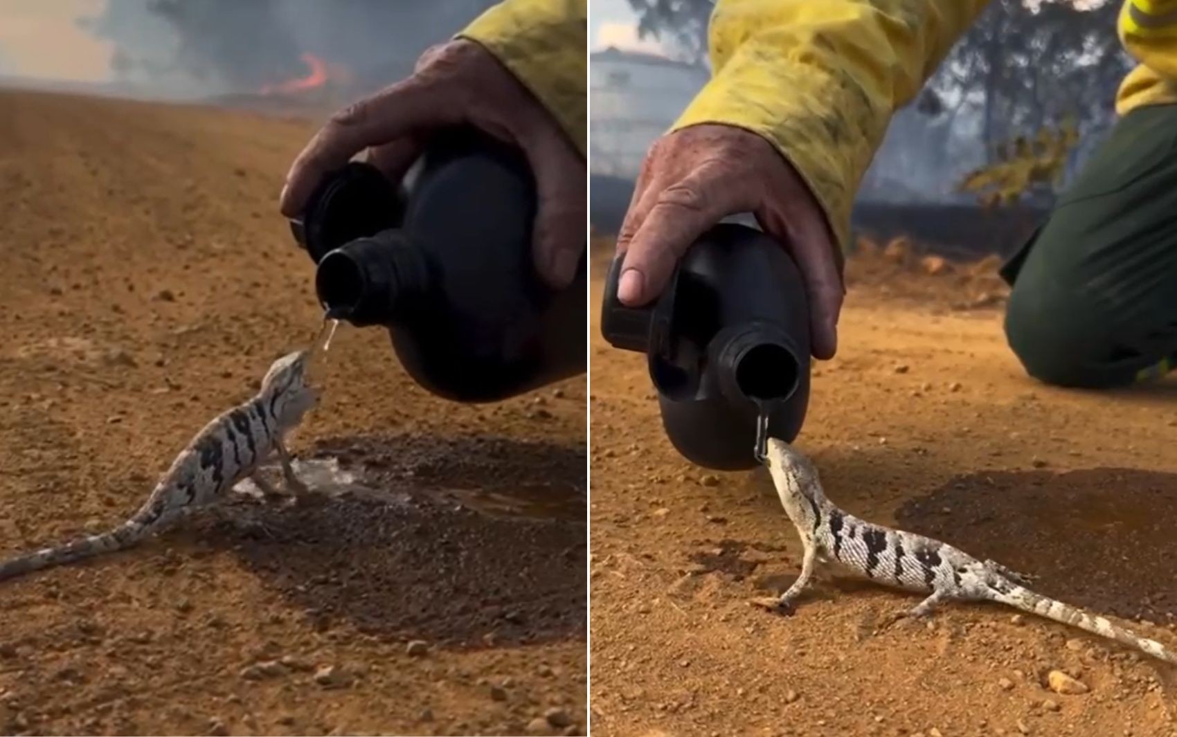 Brigadista resgata lagarto-preguiça em incêndio no Parque Estadual de Terra Ronca