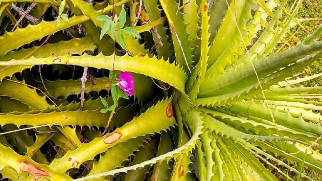 Bromélia nativa da Caatinga auxilia na sobrevivência de espécies vegetais
