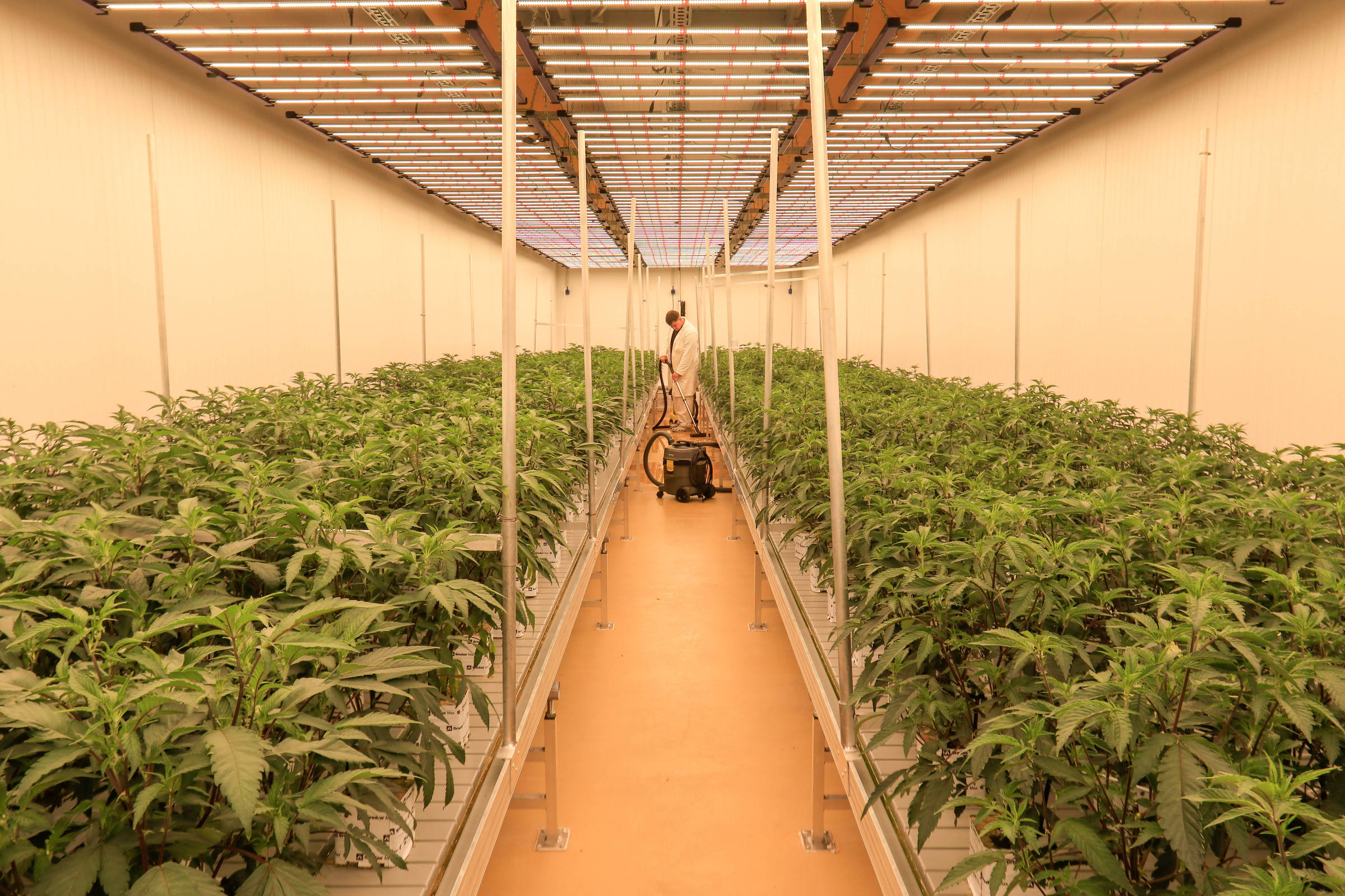 Burocracia impede que clubes de cannabis substituam mercado ilegal na Alemanha