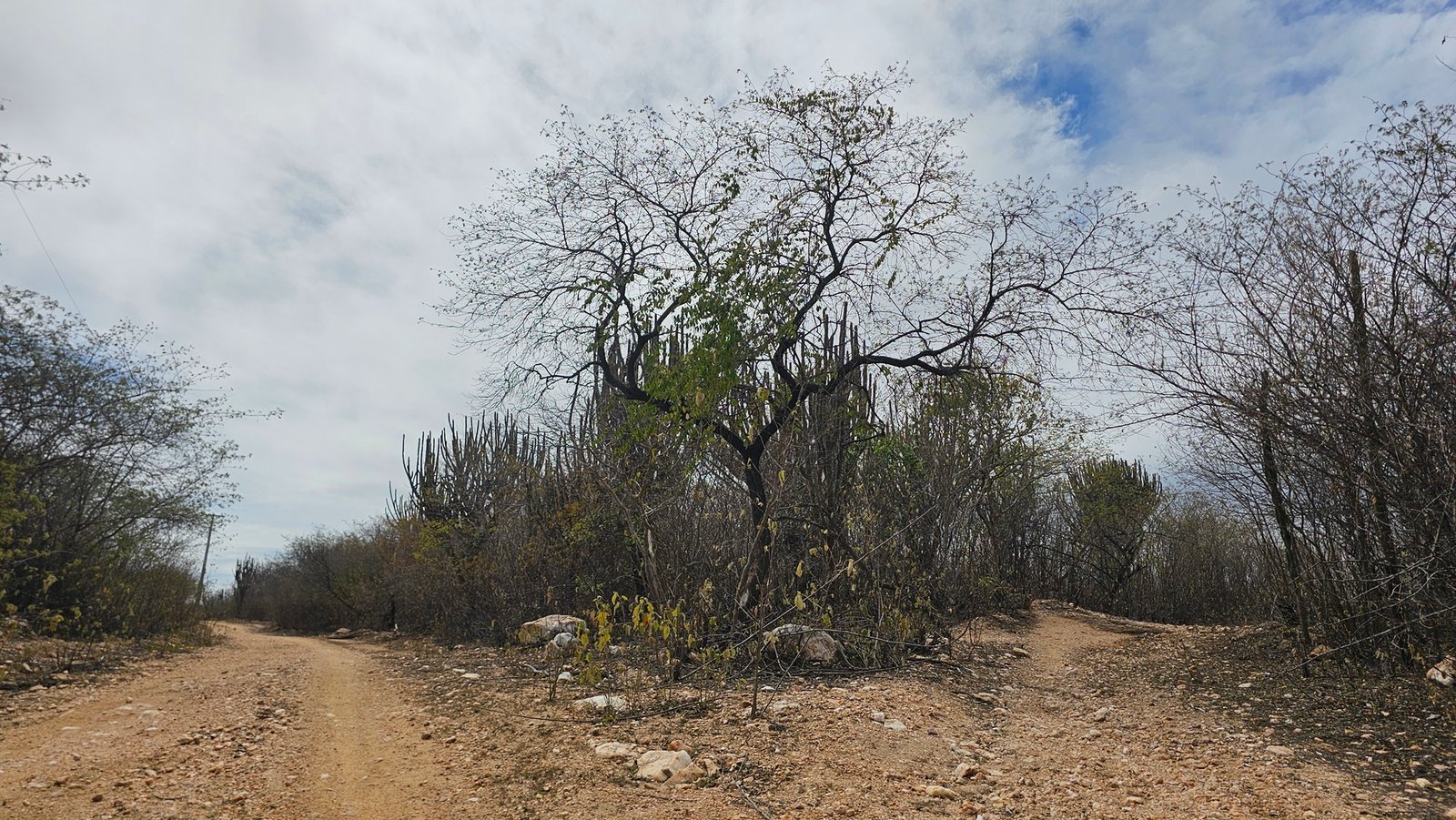 Caatinga registra redução de 25% no desmatamento em 2025, aponta relatório