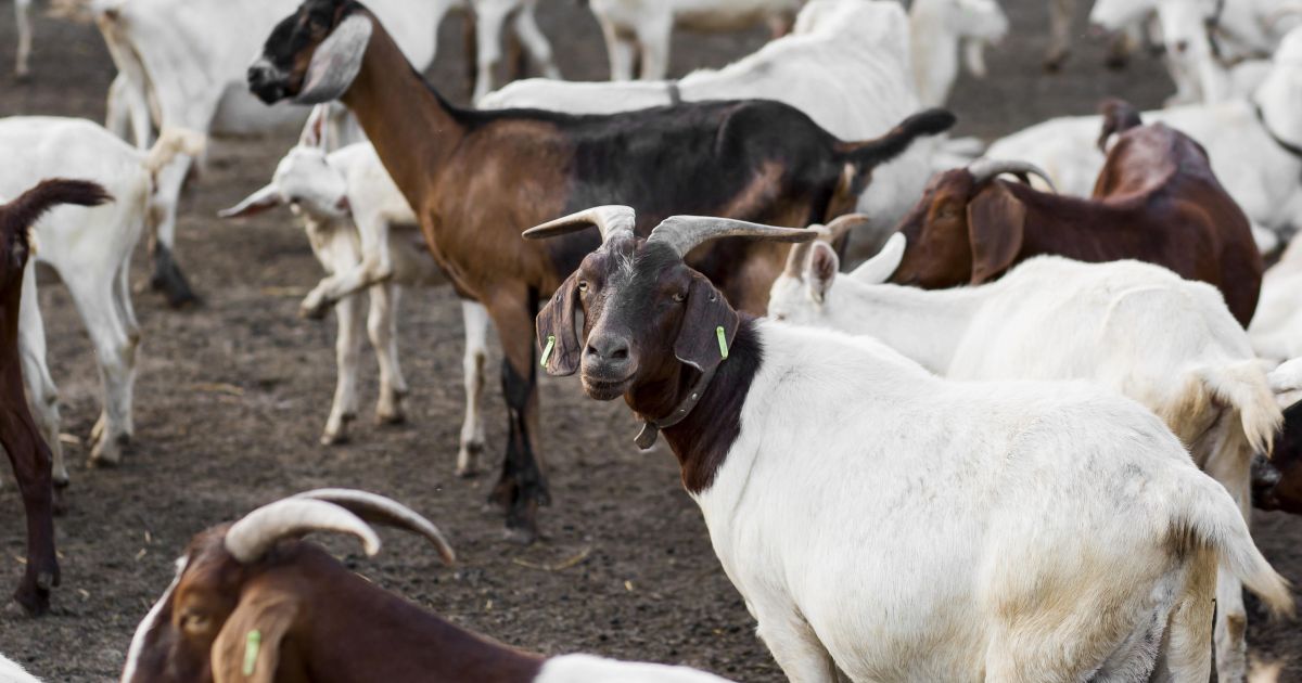 Cabeçadas em cabras revelam danos cerebrais precoces em estudo da Revista Science
