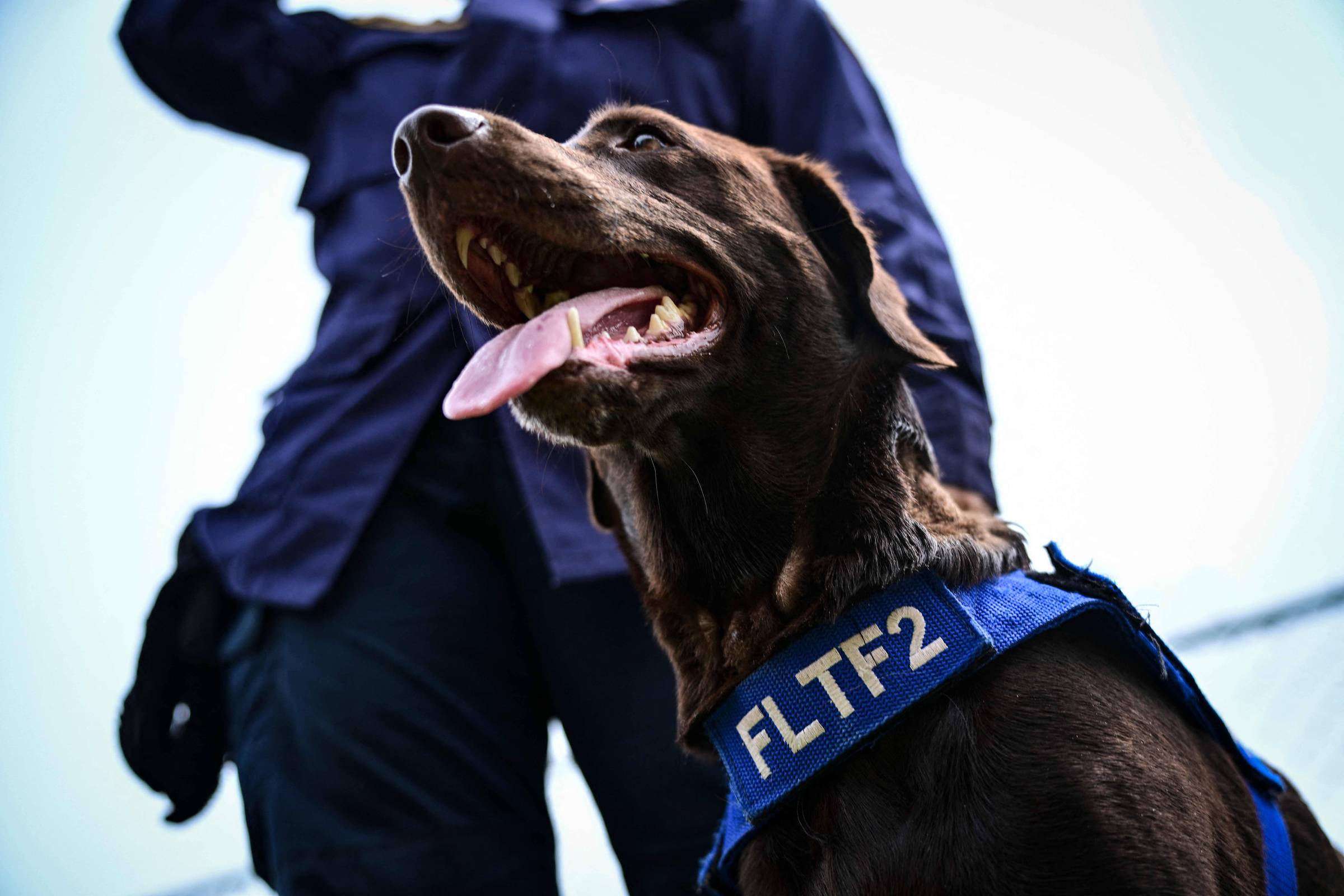 Cães de busca lideram operações de salvamento na Venezuela