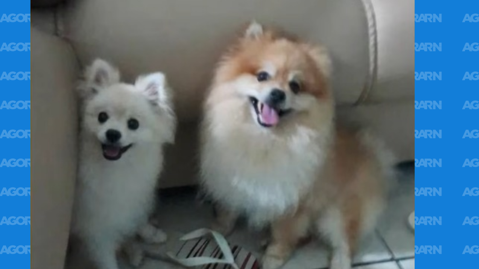 Tutor faz apelo por resgate de cães furtados em Ceará-Mirim