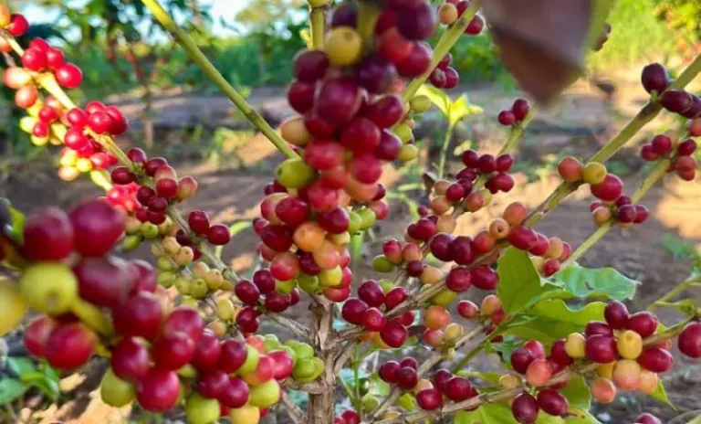 Projeto Cafés do RN consolida nova fronteira agrícola no semiárido potiguar