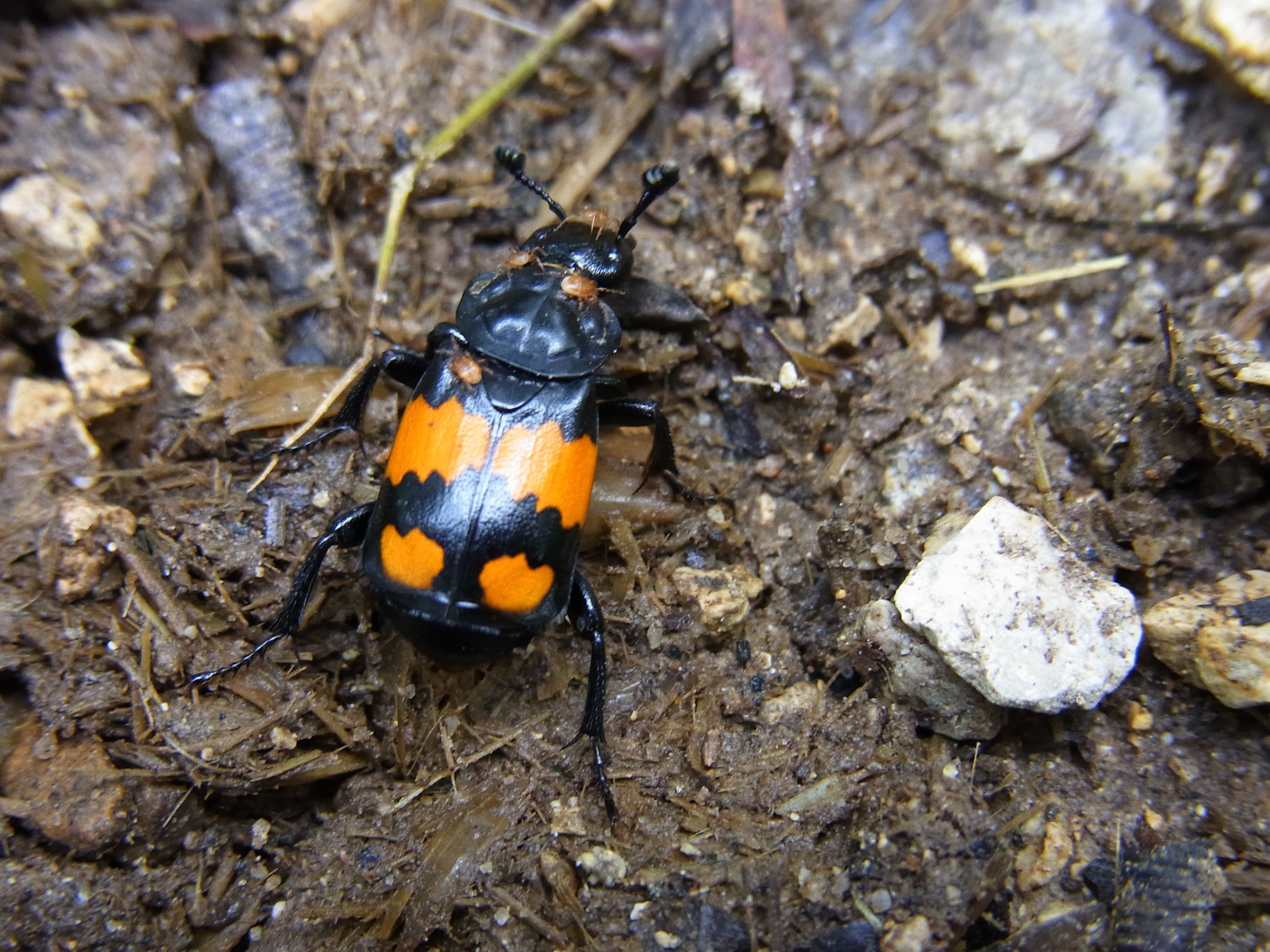 Calor extremo altera reconhecimento sexual em besouros Nicrophorus vespilloides