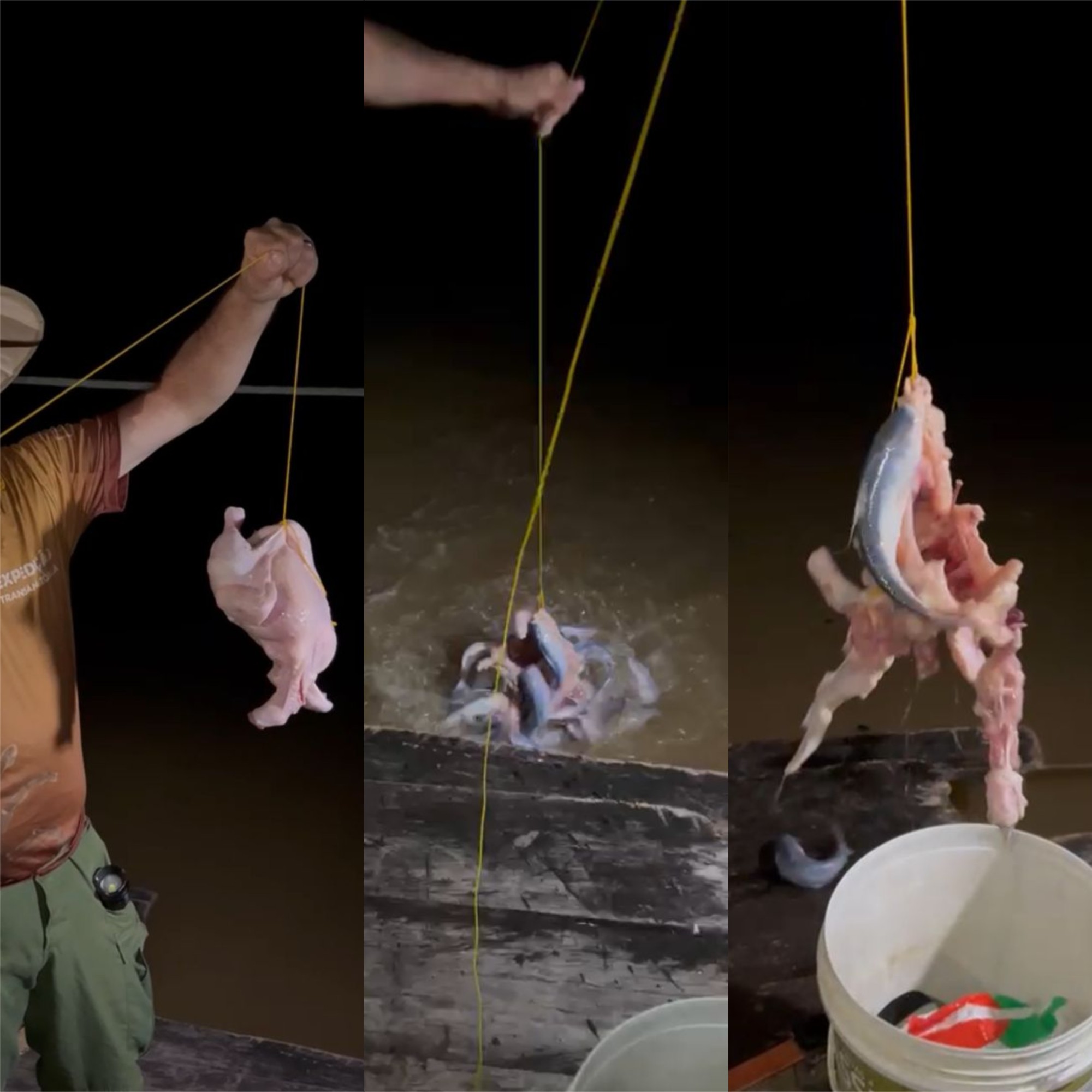 Vídeo choca ao mostrar candiru-açu devorando frango inteiro em minutos em RO