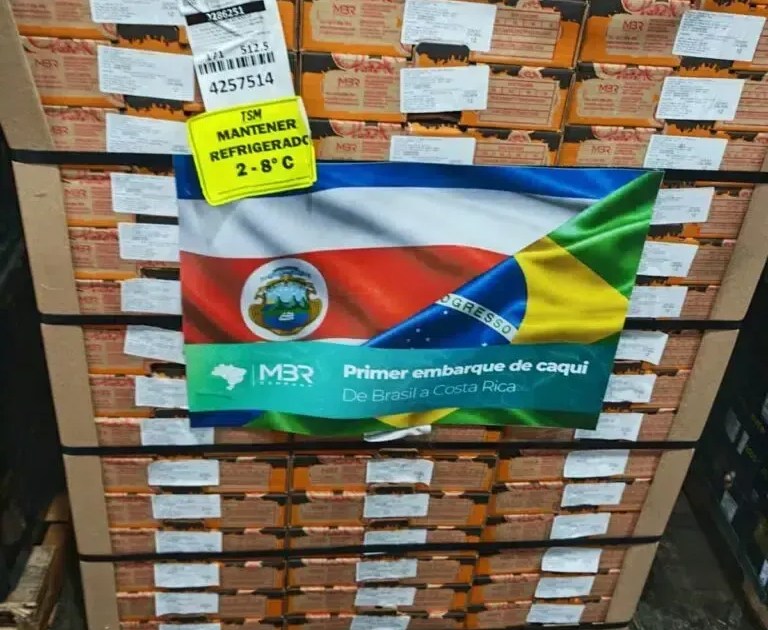 Caqui brasileiro chega à Costa Rica com primeiro embarque histórico