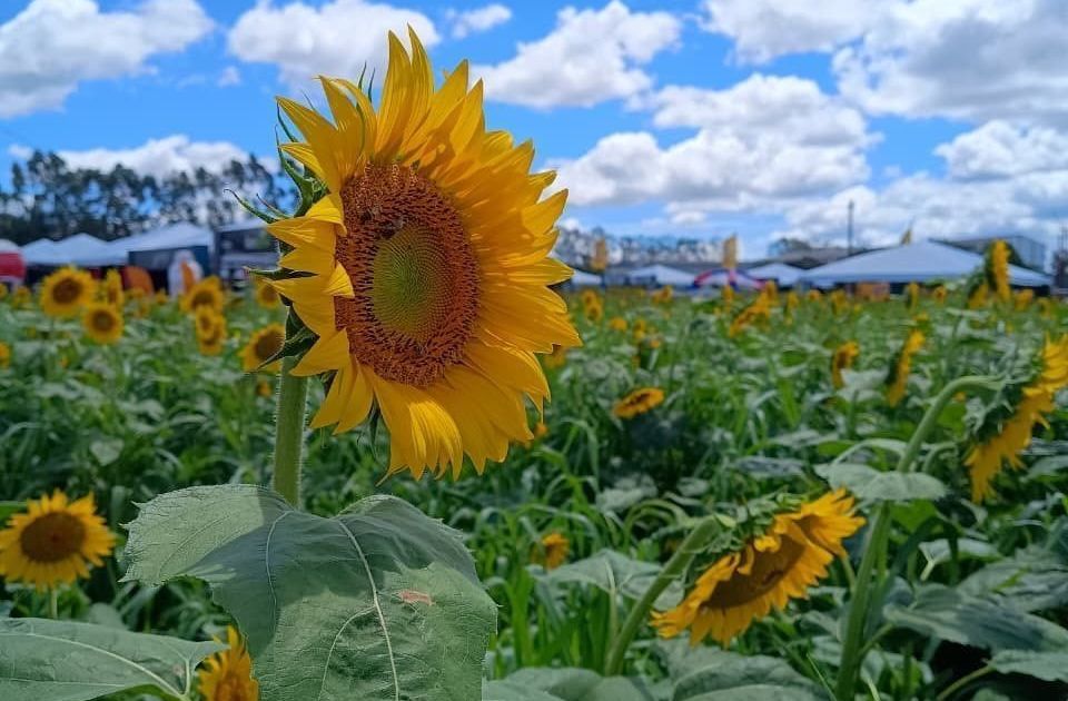 Caramuru eleva área de plantio de girassol em 5% na safra 2025/26