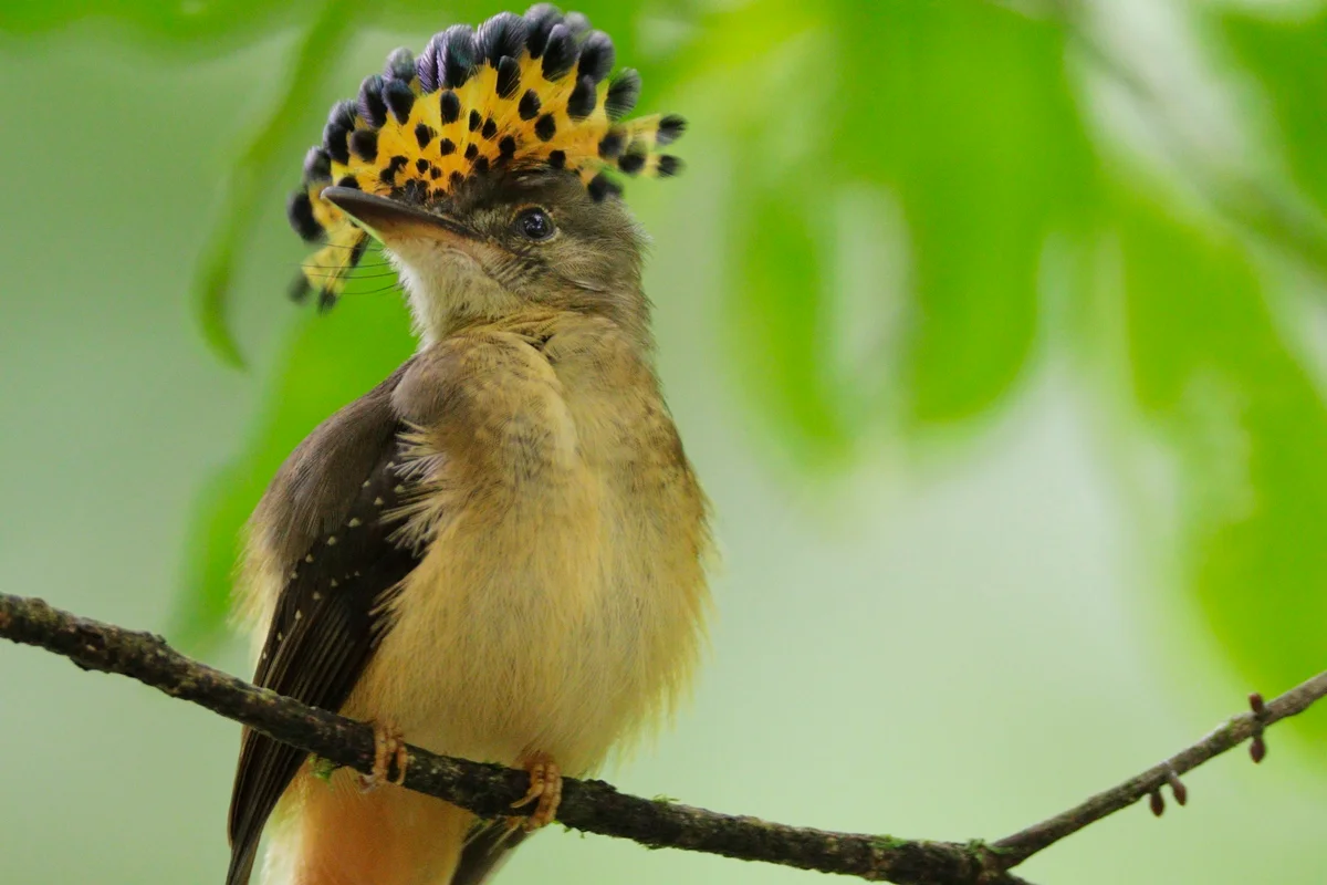 A espetacular exibição da ave maria-leque e seu status na natureza
