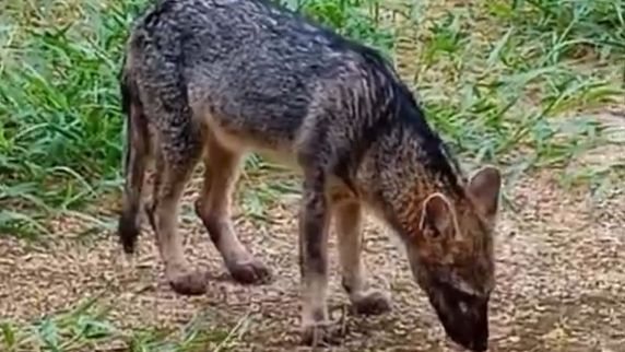 Casal de raposas é flagrado se alimentando no Parque das Dunas, em Natal