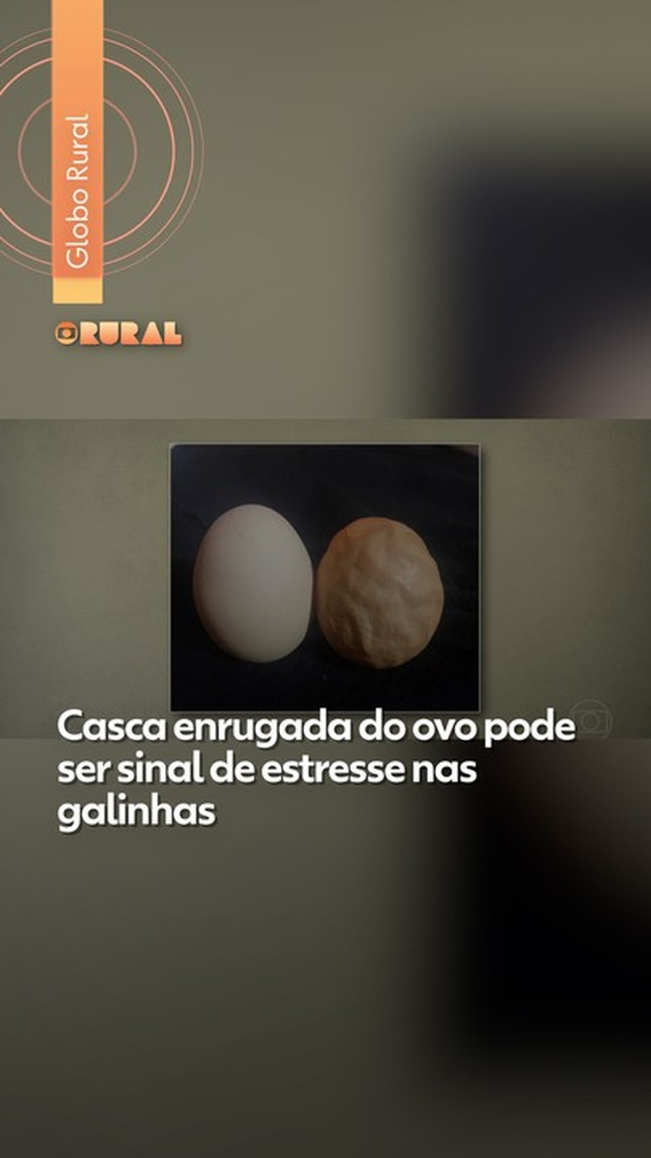 Casca enrugada do ovo indica estresse em galinhas e pede atenção