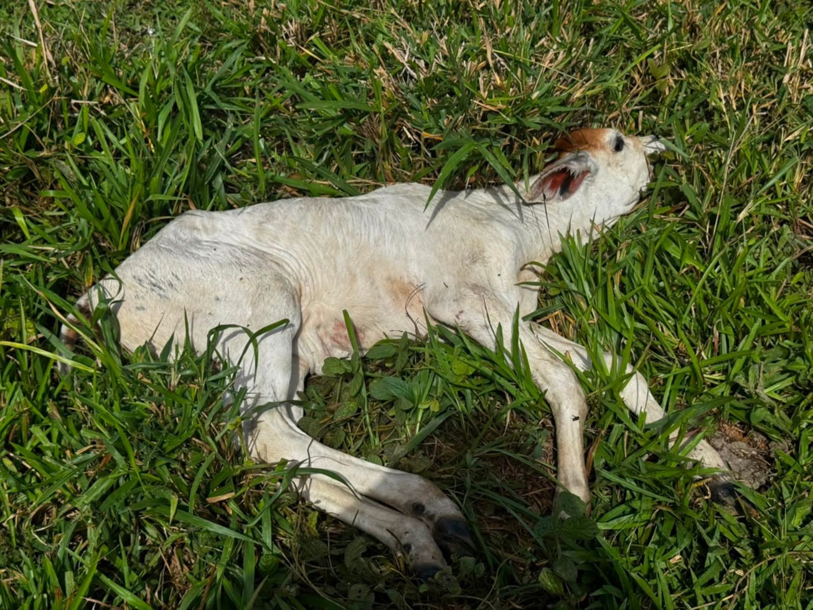 Idaf confirma primeiro caso de raiva bovina em Tarauacá no Acre