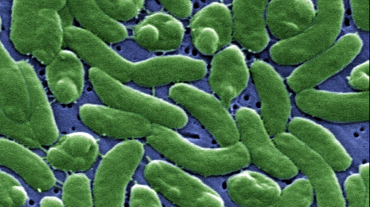 Aquecimento dos oceanos amplia riscos da bactéria Vibrio vulnificus