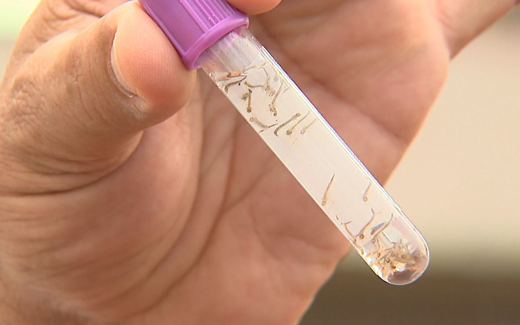 Dengue recua 98% em Ribeirão, mas Franca mantém incidência cinco vezes maior