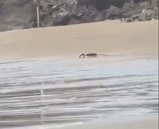 Vídeo registra rato e caranguejo em inusitado duelo na praia de Tabatinga, RN