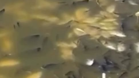 Centenas de peixes mortos em açude no RN geram preocupação