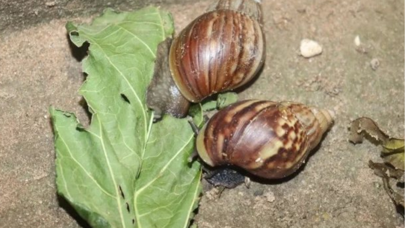 Zoonoses de Natal alerta para avanço de caramujo africano após chuvas
