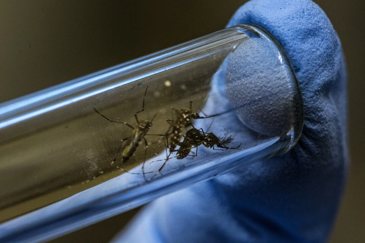 Iniciativa comunitária em Washington, D.C. busca controlar mosquitos sem inseticidas