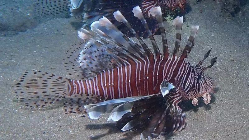 Prefeitura de Rio do Fogo oferece R$ 3,5 mil em torneio contra o Peixe-Leão