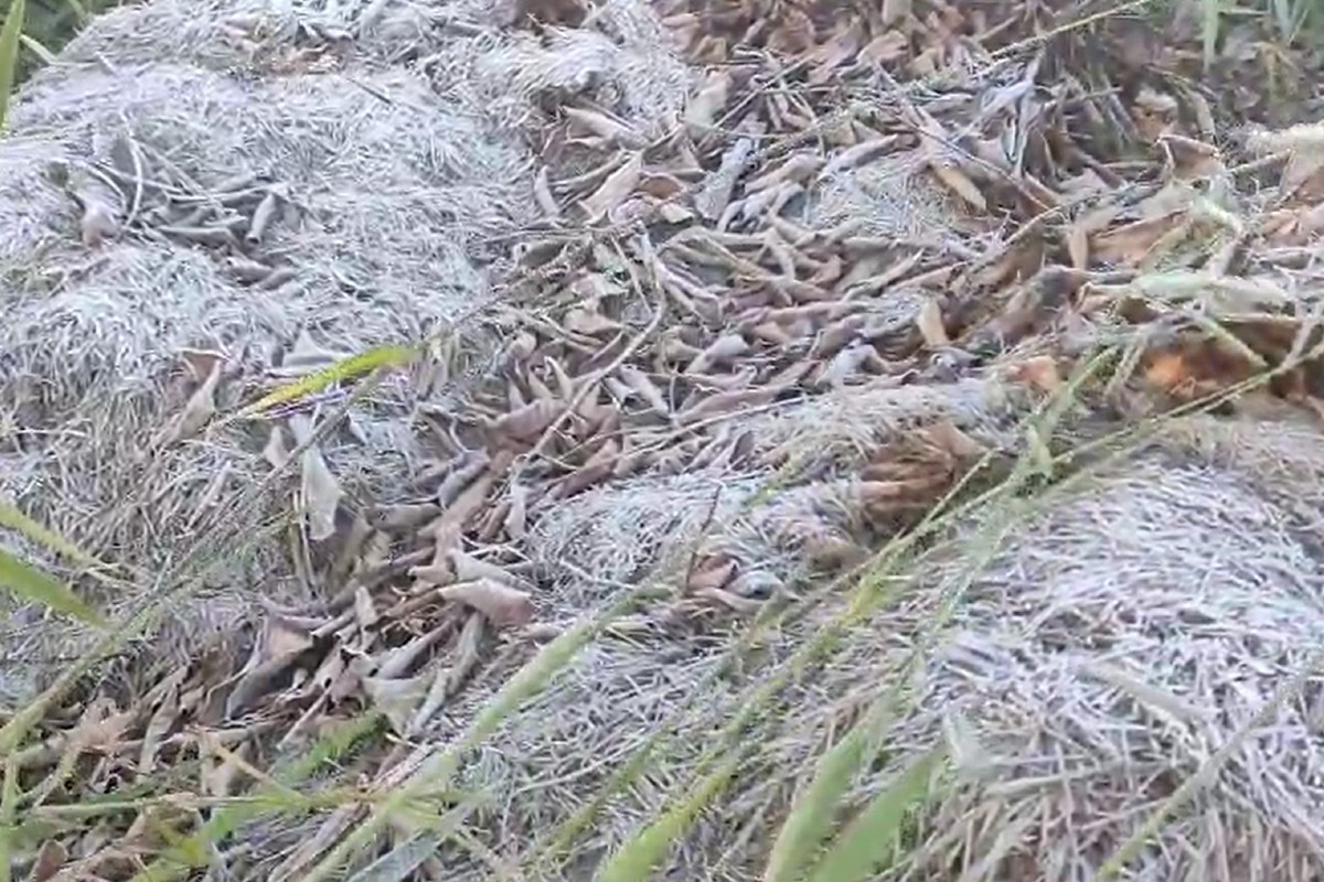 Massa de ar polar congela Mato Grosso do Sul com geada e 0ºC