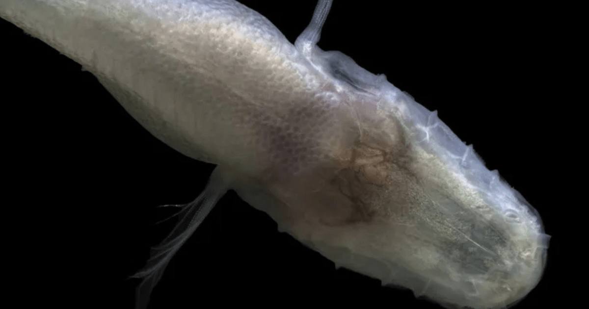 Cientista descobre peixe Demogorgonichthys arcanus em caverna no Alabama